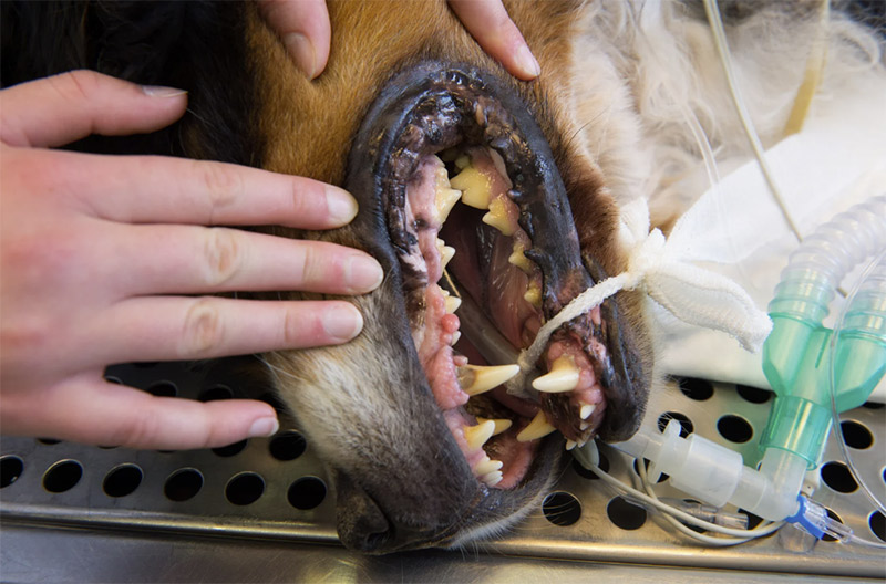 Gesunde Zähne für Ihren Vierbeiner – sicher & schonend