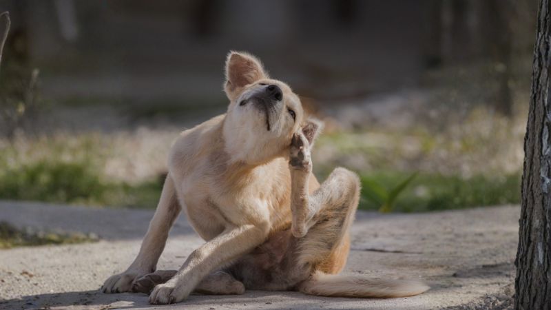 Einige relevante Parasiten und warum Vorsorge so wichtig ist