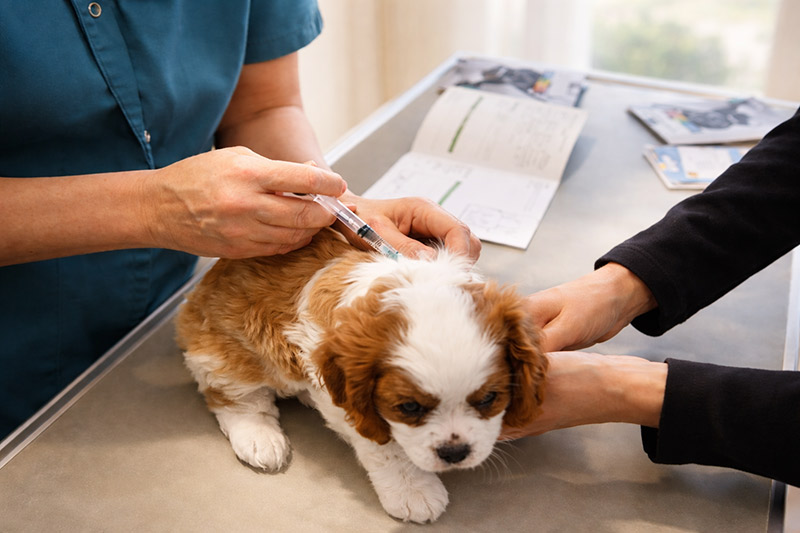 Ein Welpe wird vom Tierarzt geimpft