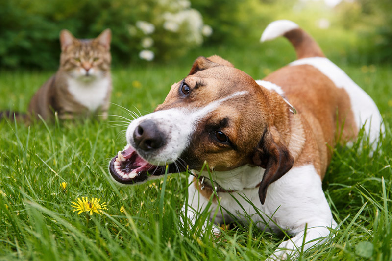 Grasfressen bei Hund & Katze – harmlos oder ein Warnsignal?