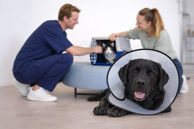 Tipps für einen entspannten Tierarztbesuch bei Hund und Katze